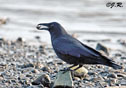 Corvus caurinus